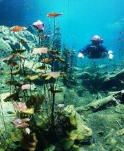 Jaguar Divers - Dive Shop in Playa del Carmen imagen 13