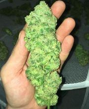 Canbas Hanfshop Bild 5