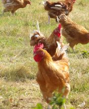 Les Volailles du Prieuré image 6