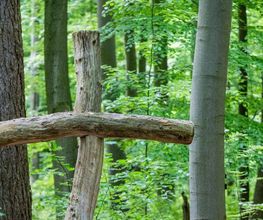 FriedWald Borchen-Nonnenbusch Bild 19