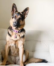 Sunderland Animal Hospital image 1
