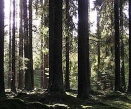 Bestattungshaus Wolf Bild 2