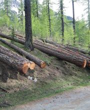 Scierie Savoldelli image 5