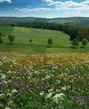 Oekologische Reinigungen Bild 2