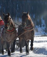 Wohlis Kutschbetrieb &  Ginas Reitschule Bild 2