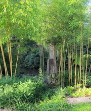 Grasland Gärtnerei, Bergheim, Bambus