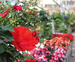 Blumen Eichenberger Oberrieden Bild 8
