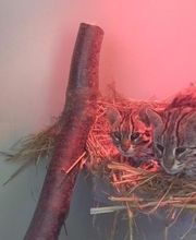 Spaycific'Zoo image 9