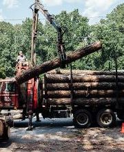 Top Tier Trees image 6