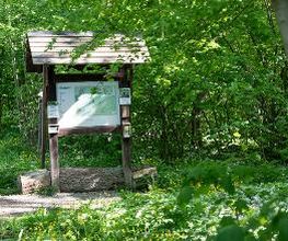 FriedWald Elm Bild 7