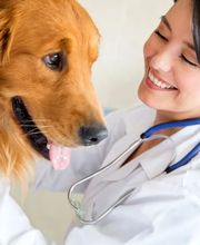 PAW CENTER Veterinary Hospital/Urgent Care image 7