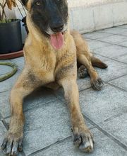 Etologo.es imagen 10