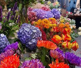 Blumen Hirter Bild 3