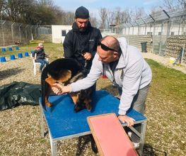 Hundeschule Wauschlau München Junghunde-Hundetraining im Außenbereich mit gezielten Koordinationsübungen auf Podest und Rampe unter Anleitung von Trainer Hans Brings zur Förderung von Körpergefühl und Vertrauen.