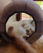 Le Clos des Coussinets image 2