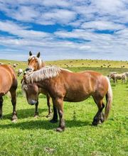 Auberge Loisirs Le Sillet SARL image 6
