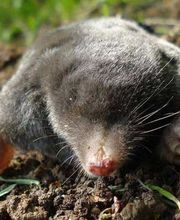 Eco Line Sagl Bild 9