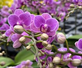 Orchidable di Andrea Martina Bild 6