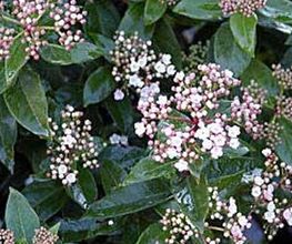 follaje-plantas-02.jpg