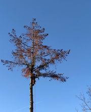 Haut Fil des branches image 3