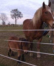 Der kleine Pferdeladen Bild 3