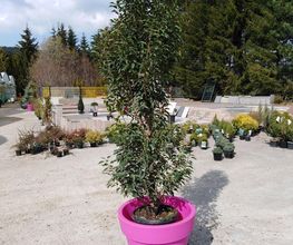 Hanriot Fleurs image 10