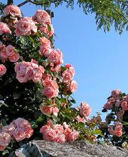 Matter Garten AG Bild 10