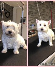 Patty's Hundesalon Bild 7