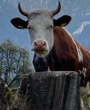 TRIVET-Tierärzte Bild 5