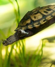 Auf unserer Tropeninsel könnt ihr kleine Schildkröten-Arten entdecken!