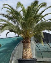 Olipalm pépiniére image 2
