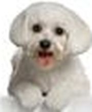 Beaute Canine image 4