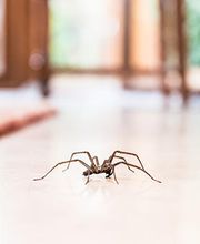 OPC Pest Services - Lake Barrington (Schopen) image 19