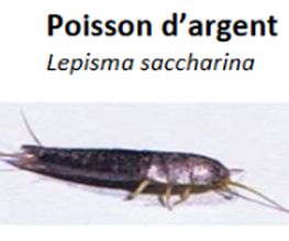 DESINFEXION SERVICE SARL Bild 11