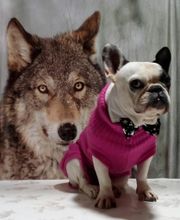 Le Salon des Stars image 13