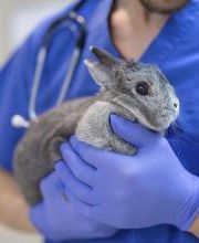 CONSULTORIO VETERINARIO MORANO imagen 3