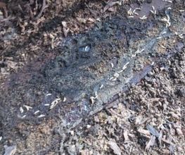 Termites Master image 11