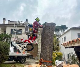 Sector Arbol imagen 7