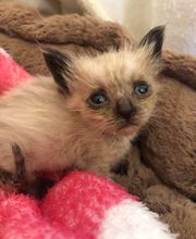 Veterinario Vet Sur Armeñime imagen 8