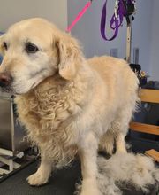 Hundesalon Engstingen Bild 9