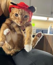 Shiloh Veterinary Hospital image 2