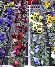 BJL Potager image 13