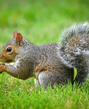 Pied Piper Pest, Termite & Lawn Services image 15