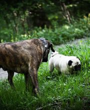 Tip Top Tiershop Bild 5