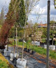 Kienzle Garten GmbH Bild 14