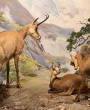 Naturhistorisches Museum Bern Bild 9