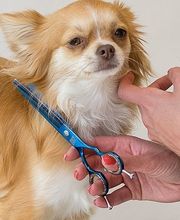 Kleintierpraxis Anima AG Bild 3