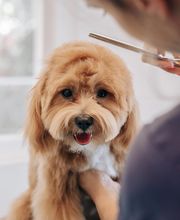 The Black Poodle Groom & Care S.L. imagen 9