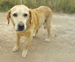 Second Hand Hunde in Not Bild 5