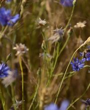 Saarimkerei Gaul Bild 11